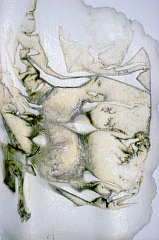 Stain under Dodie's freezer 3